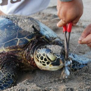 Plastik, möglicherweise auch sogenannter Bio-Kunststoff, wird aus dem Maul einer Meeresschildkröte geschnitten