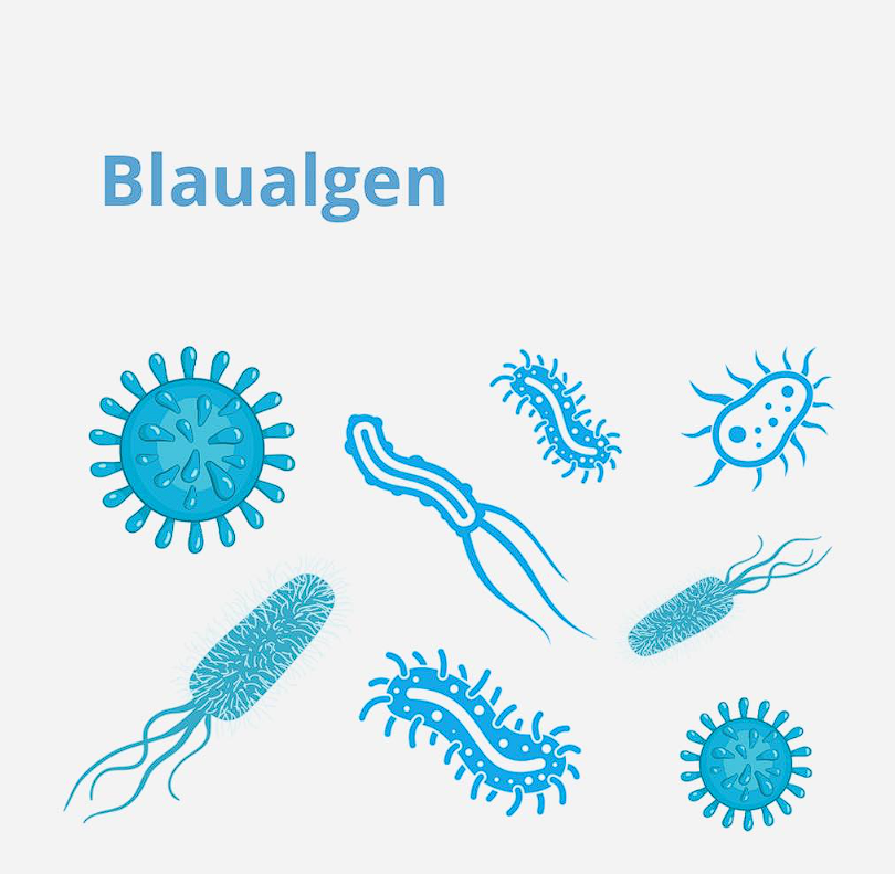 You are currently viewing Blaualgen
